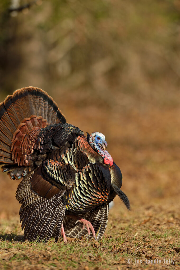 strutting