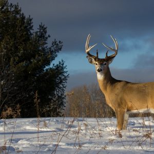 How to Stay Warm During Cold-Weather Hunts: Tips, Gear, and Layering Strategies