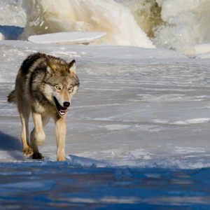 The Return of Wolves in North America