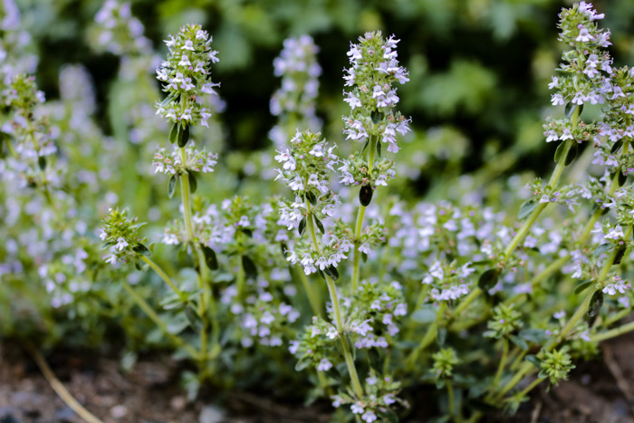 A Close Up Of One Year Creeping Thyme