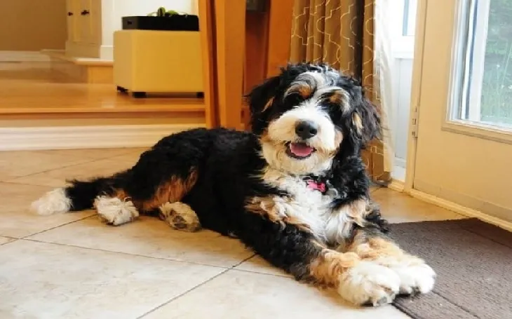 Bernedoodle