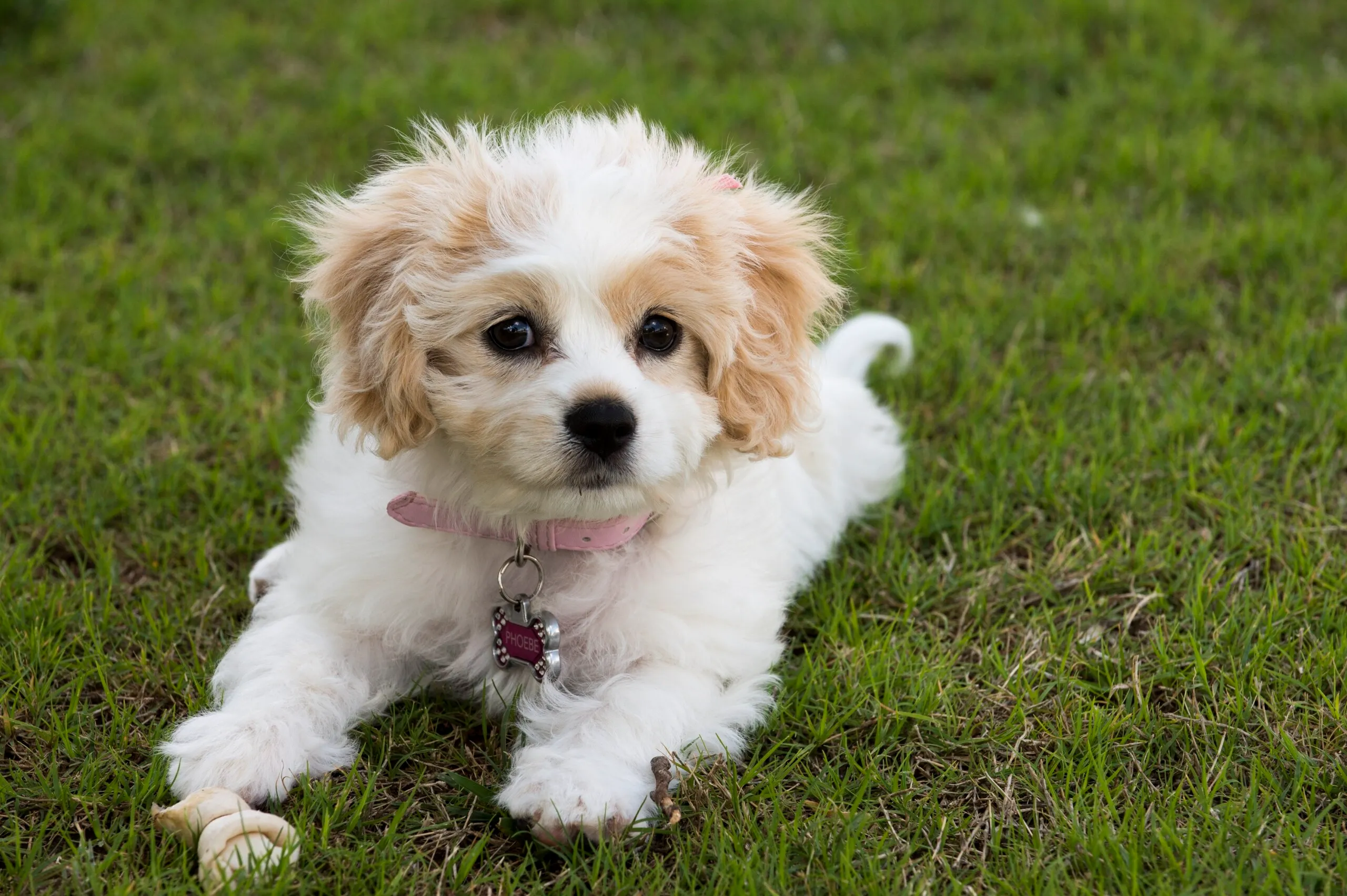 Cavachon