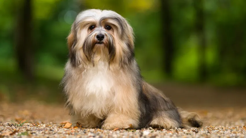 Havanese