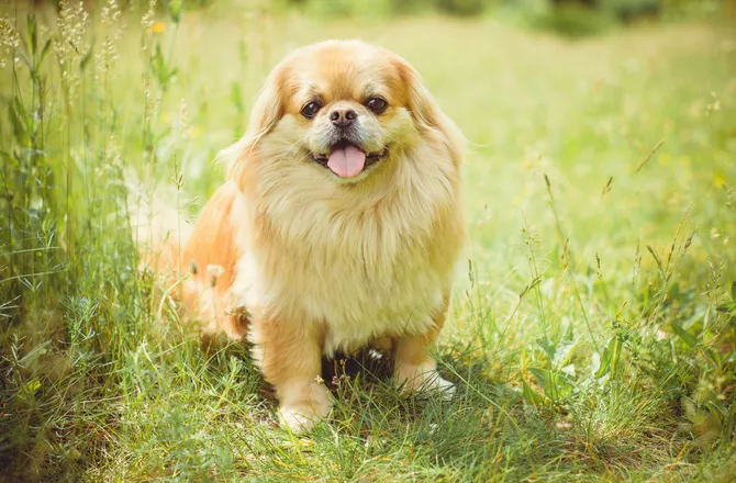 Pekingese