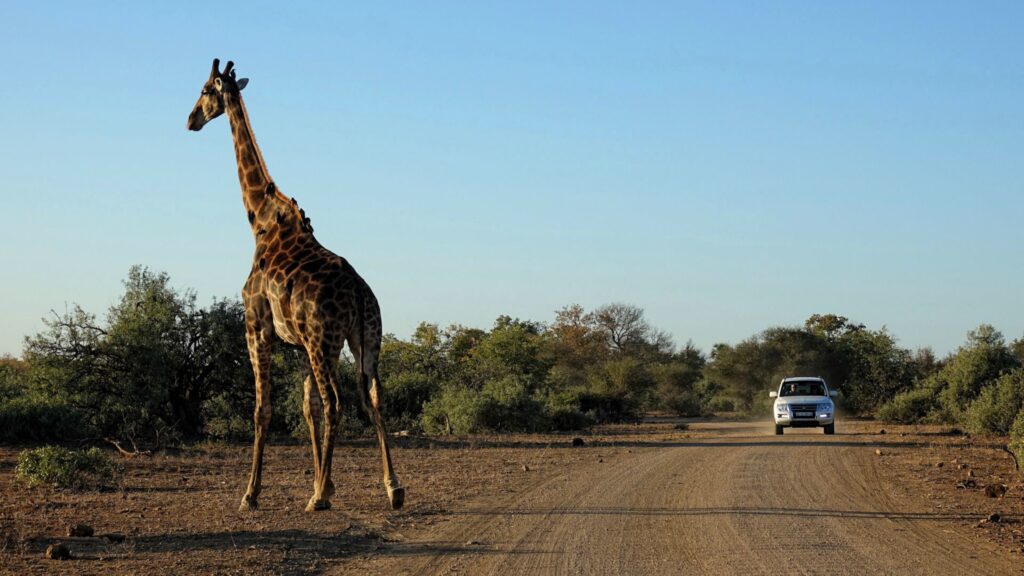 African Safari Adventure kruger national park