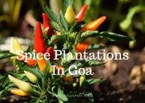 Spice Plantations in Goa