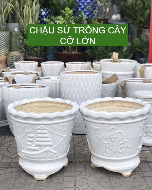 Top 10 Chậu Sứ Trồng Cây Cỡ Lớn