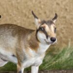 Pronghorn Hunting California