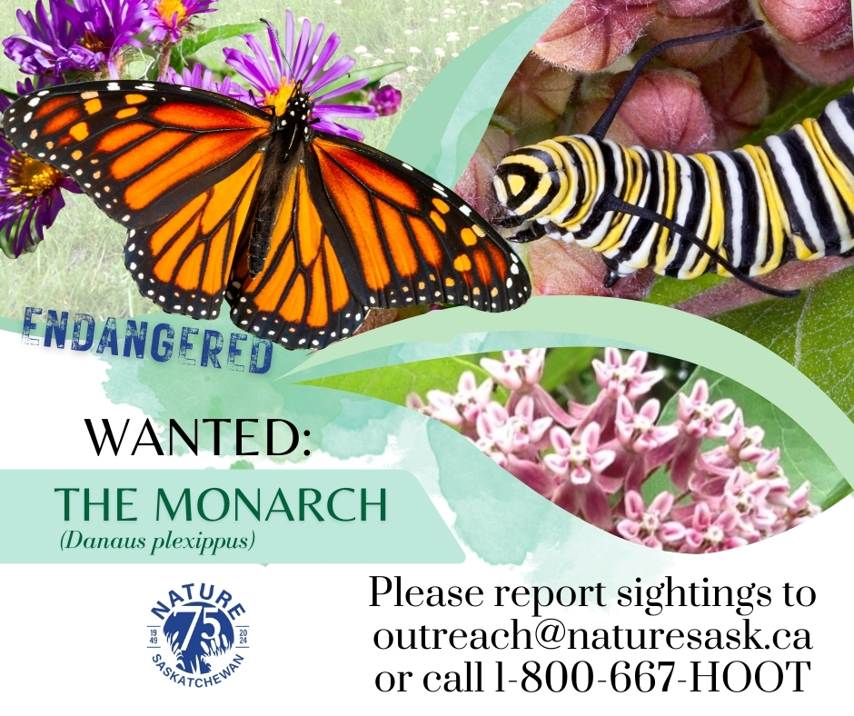 Nature Saskatchewan program monitoring at-risk species ...