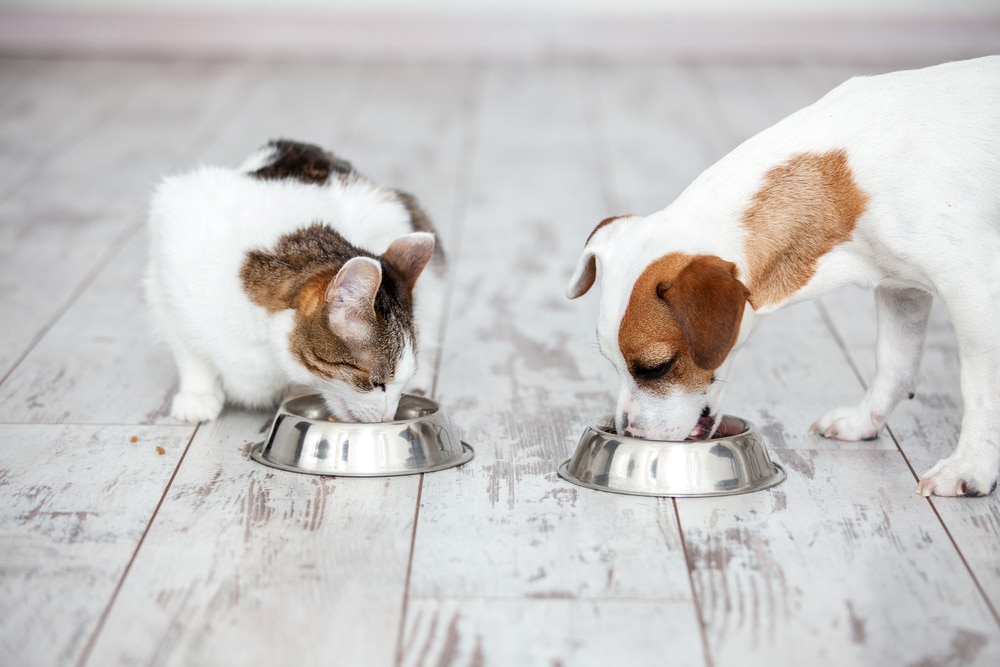 A cat and a dog eat from separate silver bowls on a wooden floor like they just returned from the vet. The cat is white with brown and black patches, and the dog is white with brown spots. They sit side by side, focused on their food.