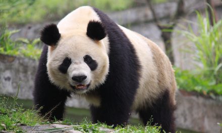 Protecting Panda Habitat: China’s First Land Trust Reserve