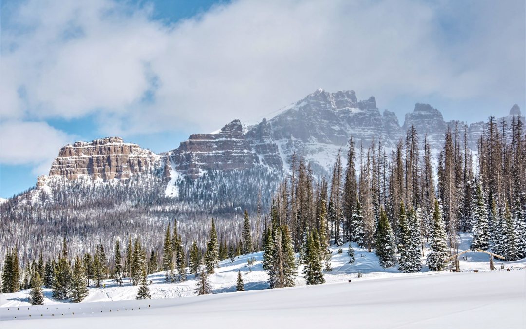 The Winter Ecology of Yellowstone: Wildlife Survival Strategies & Adaptations to Climate Change