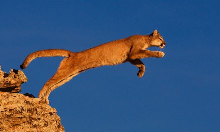 Protecting Mountain Lions Before They Become an Endangered Species