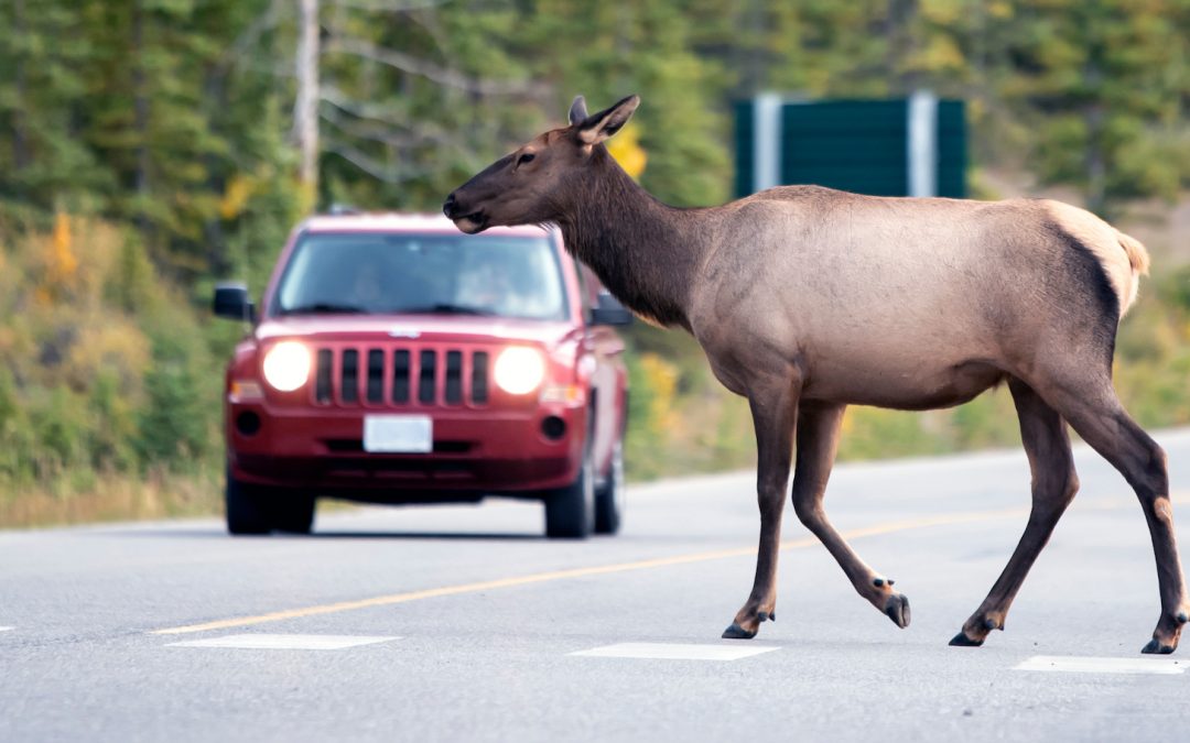 Nonprofit The WYldlife Fund Helps Secure Over $24 Million for Wyoming Wildlife Crossing