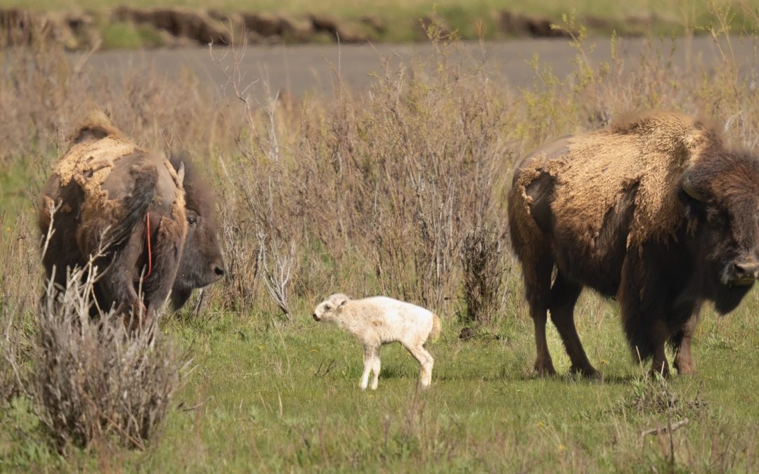 Rare White Bison Born in Yellowstone Honored by Tribes