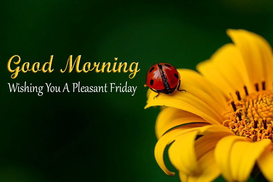 Good Morning Friday Images For Whatsapp Free Download - Whenever we see ...