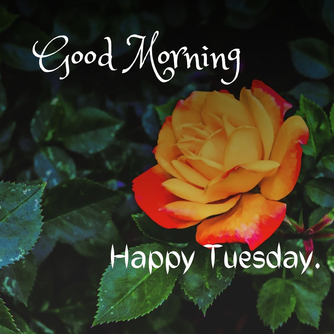 253+ Good Morning Happy Tuesday Images HD Free Download