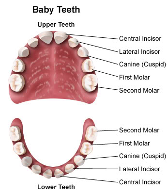 All about primary teeth - Gorbatov Dentistry – Your Dentist in ...