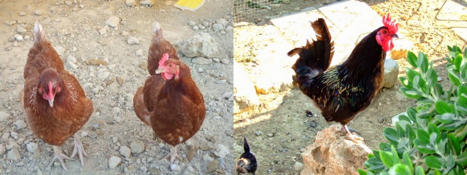 Raising awareness after pack of three dogs kills hens and roosters