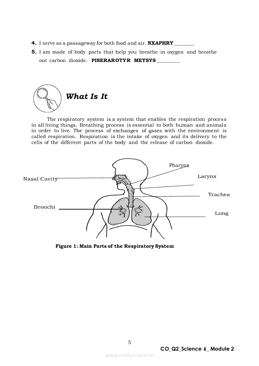 Science 6 Quarter 2 – Module 2: The Human Body Systems (Respiratory ...