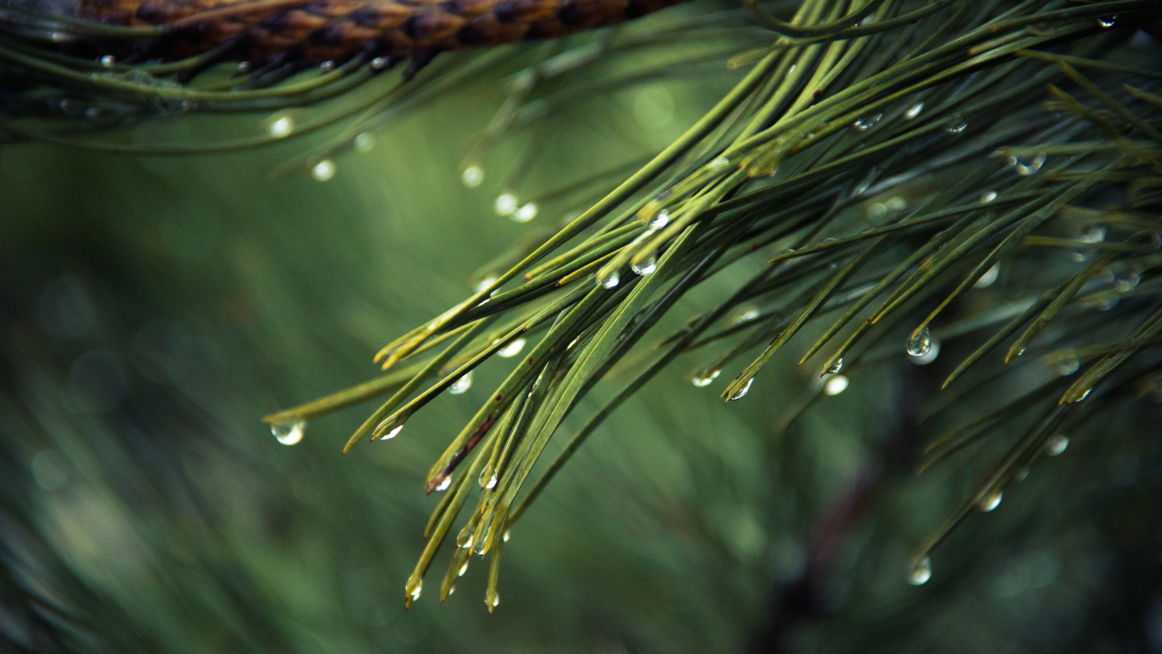 Green Pine Tree Leaves HD wallpaper  Wallpaper Flare