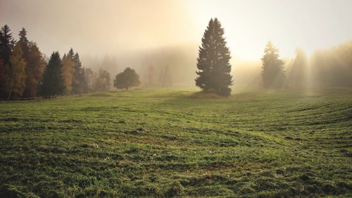 Divine Light in Meadow Wallpaper