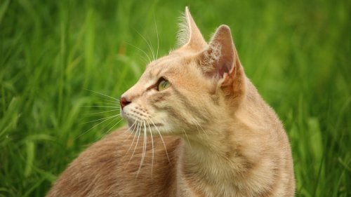 Orange Cat in Grass Wallpaper