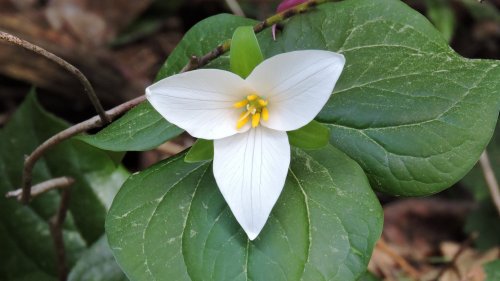 Trillium Wallpaper