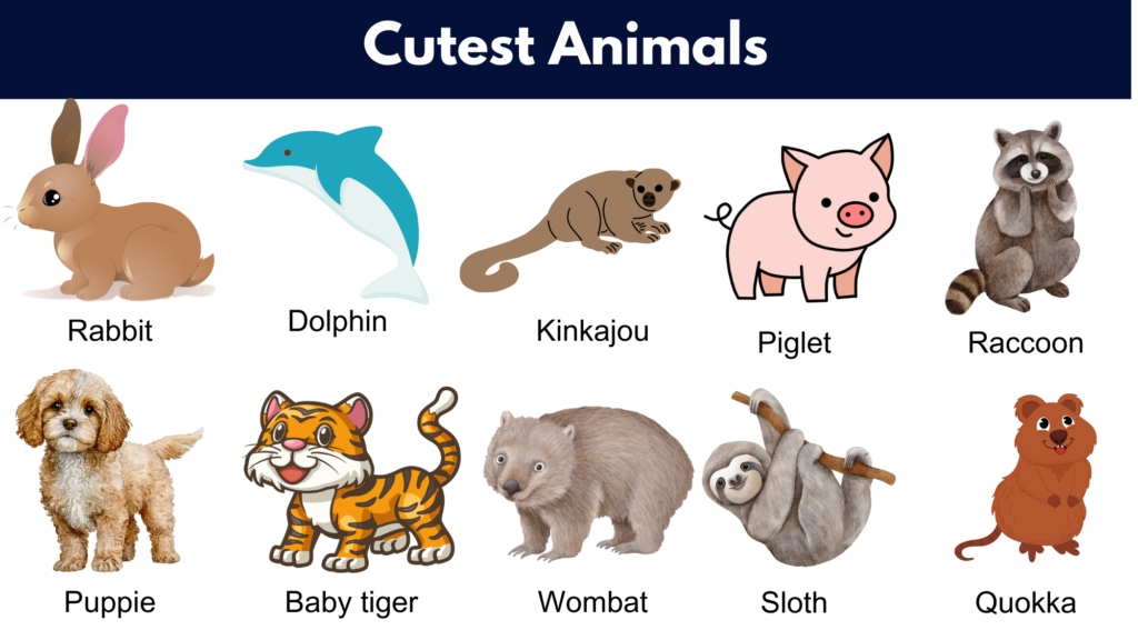 Cutest Animals