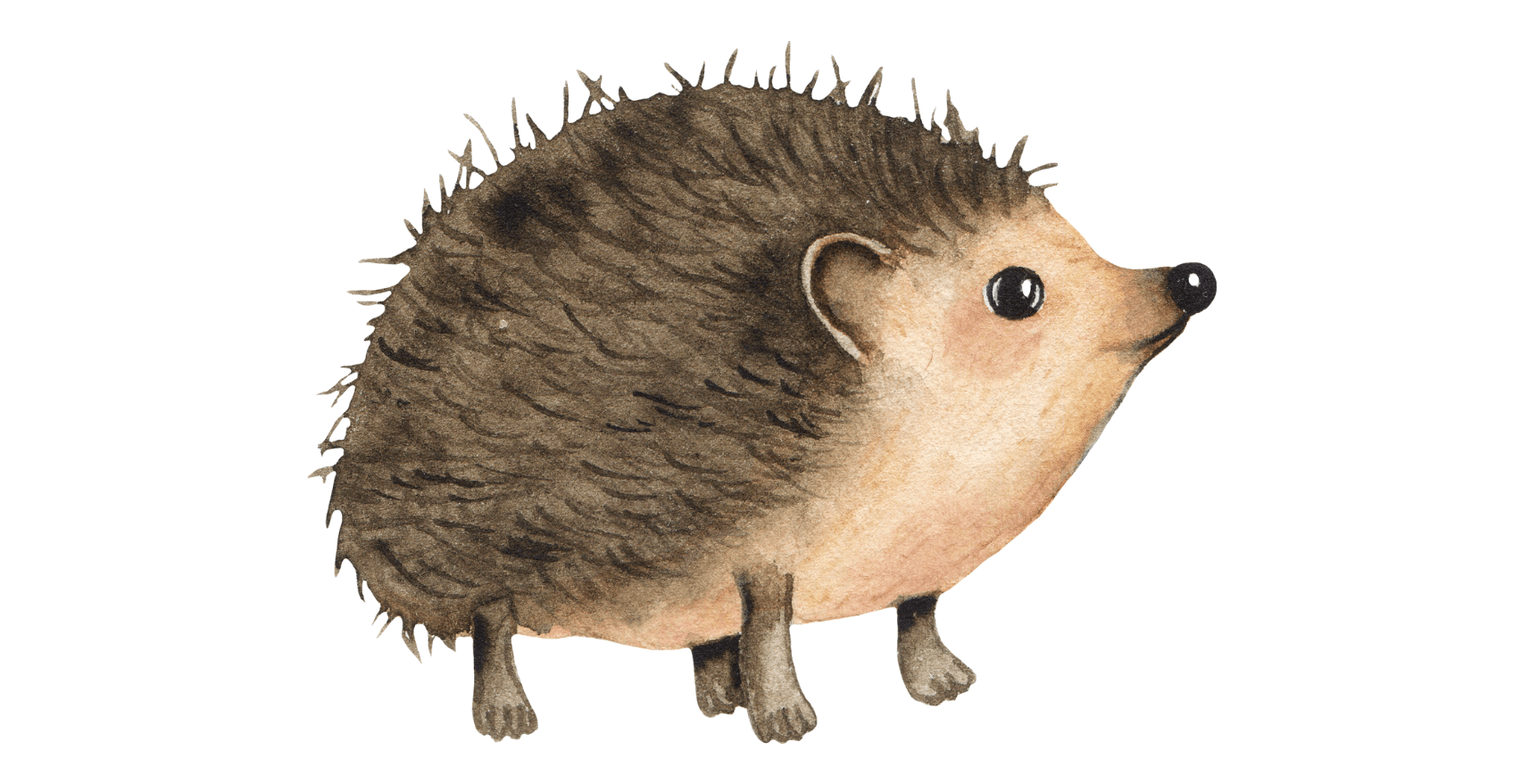 Hedgehogs