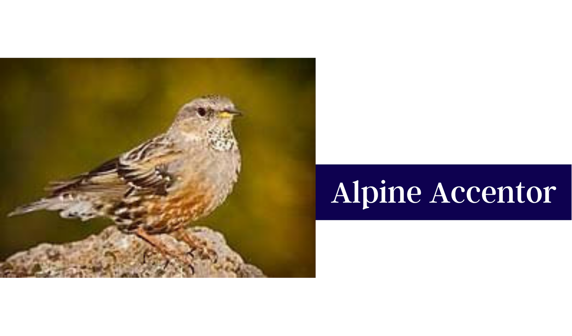 Alpine Accentor