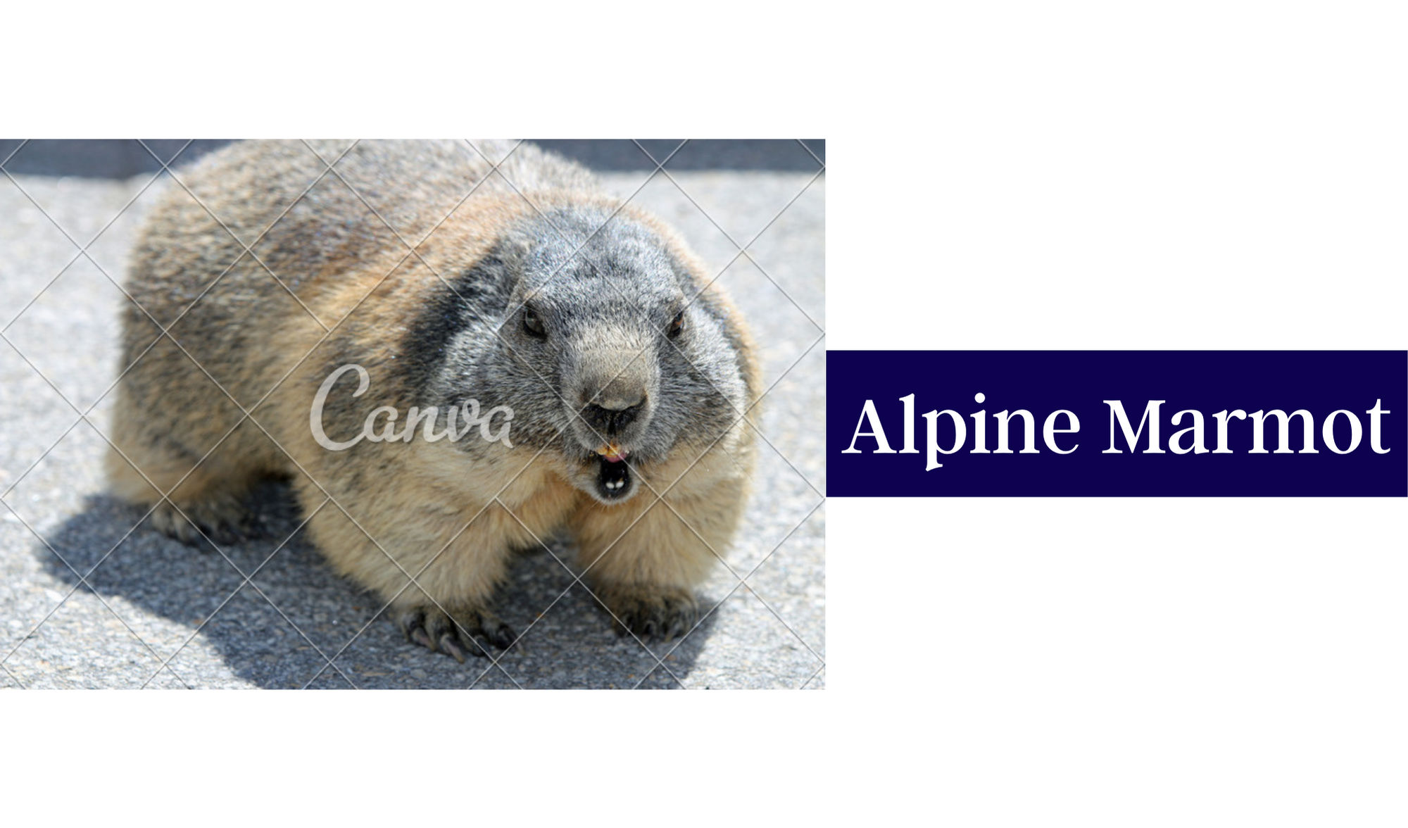 Alpine Marmot