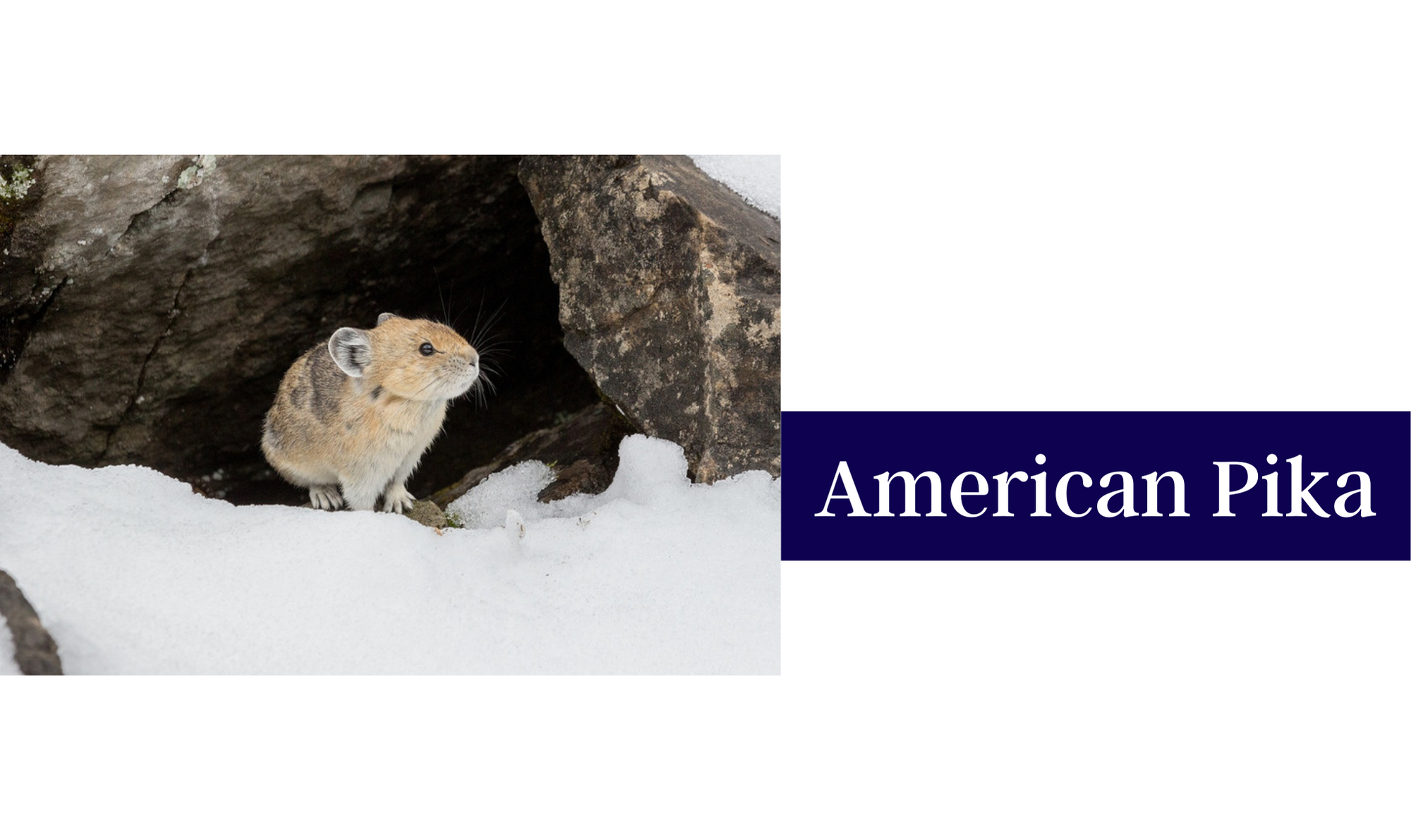 American Pika