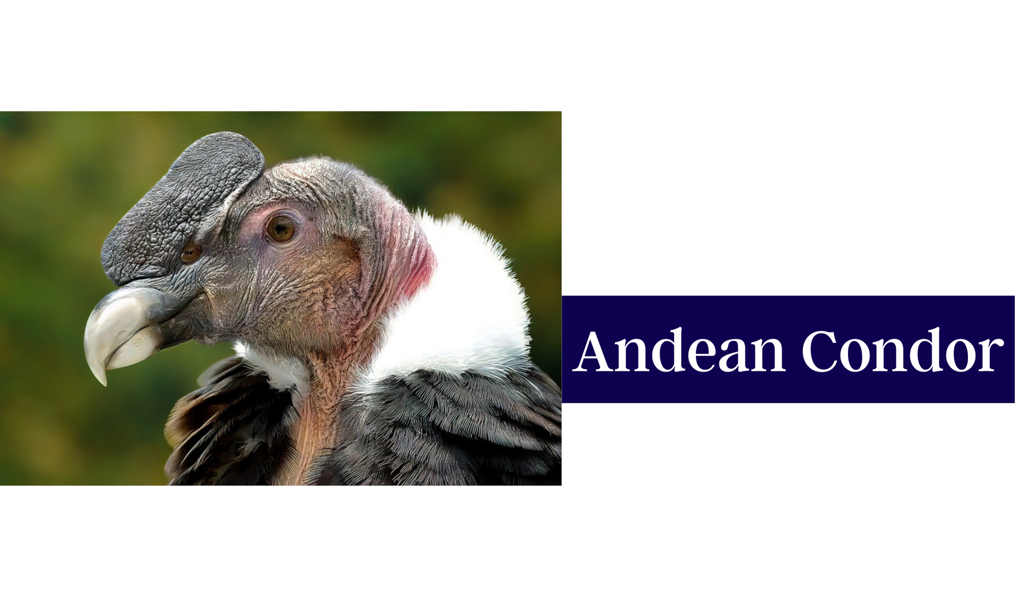 Andean Condor