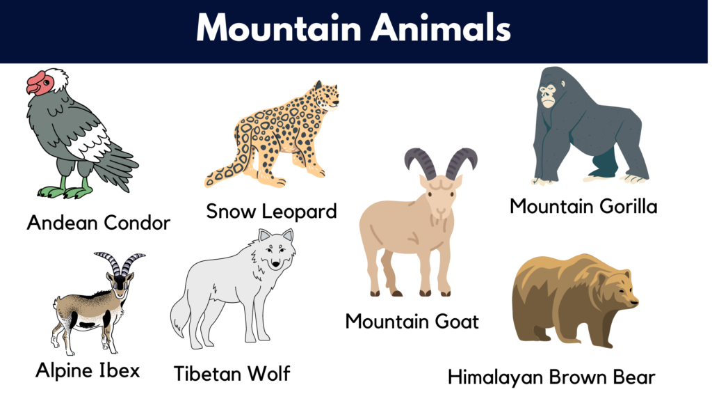 Animals That Live in The Mountain