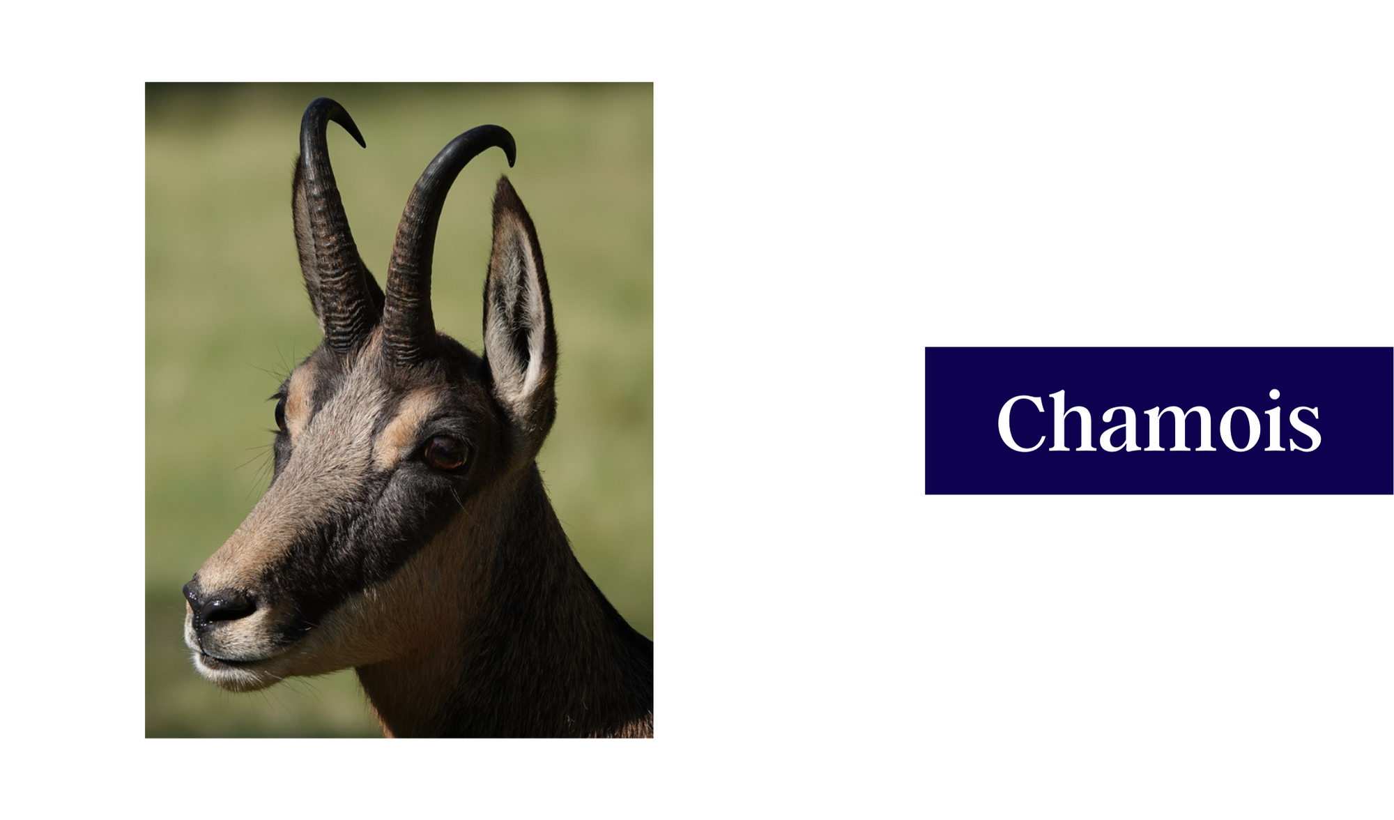 Chamois