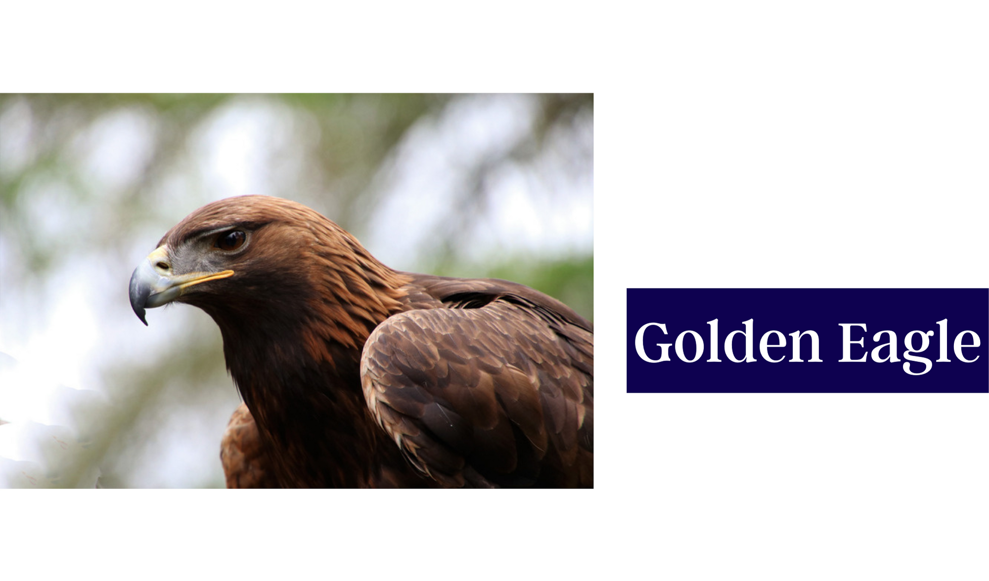 Golden Eagle