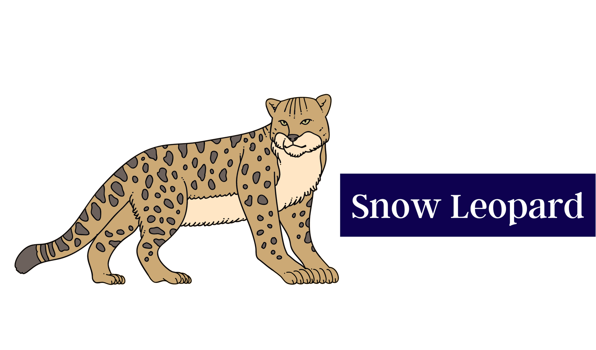 Snow Leopard