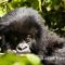 Mountain Gorilla, Parc National des Volcans, Rwanda