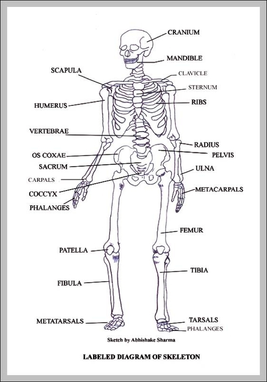 Blank Diagram Skeletal System