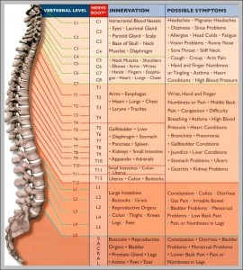 Spinal Nervous System - Graph Diagram