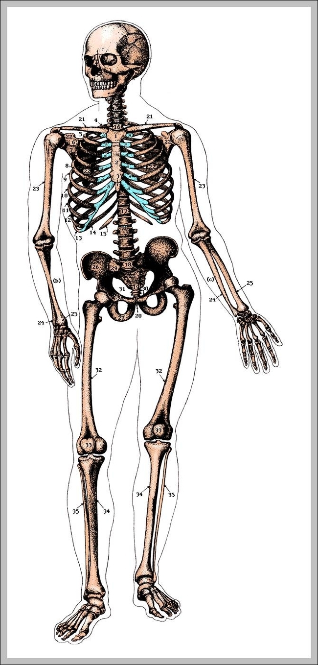 Unlabeled Human Skeleton Diagram Koibana Info Body Di - vrogue.co