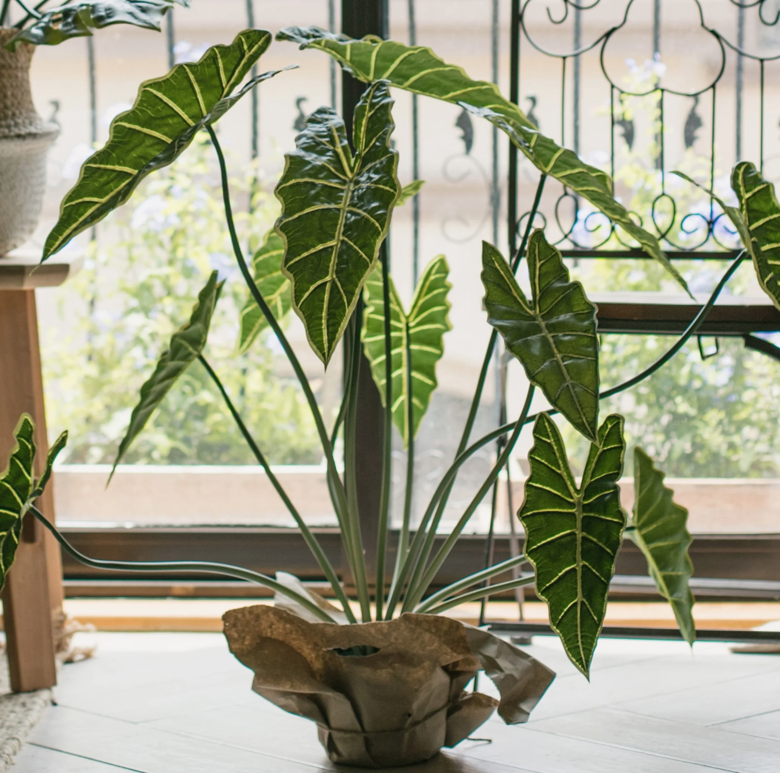 Alocasia home