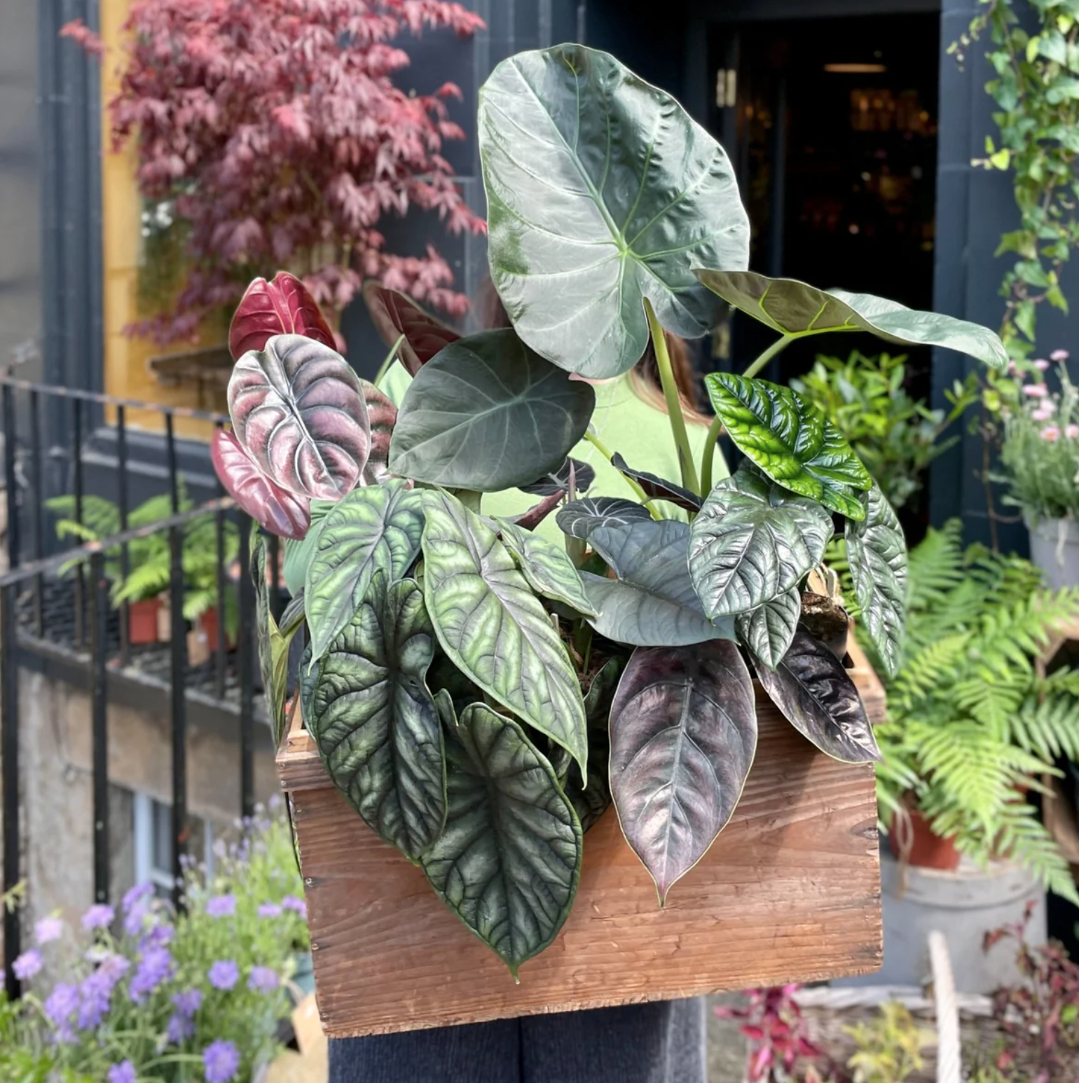 Alocasia mix plant