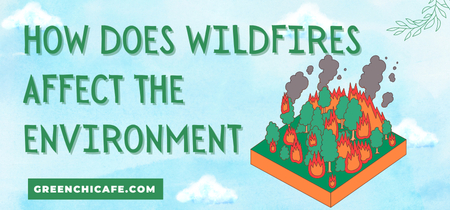 How Do Wildfires Affect the Environment? A Detailed Look at Their Impact