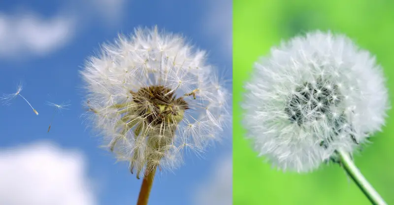 dandelions puffy white flowers