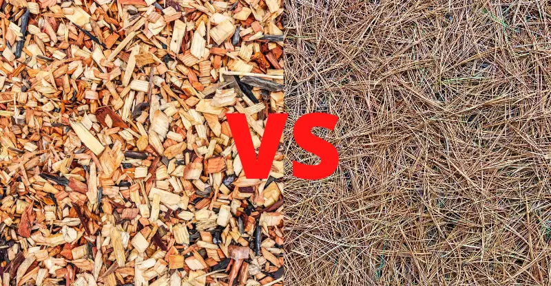 mulch and pine straw side by side