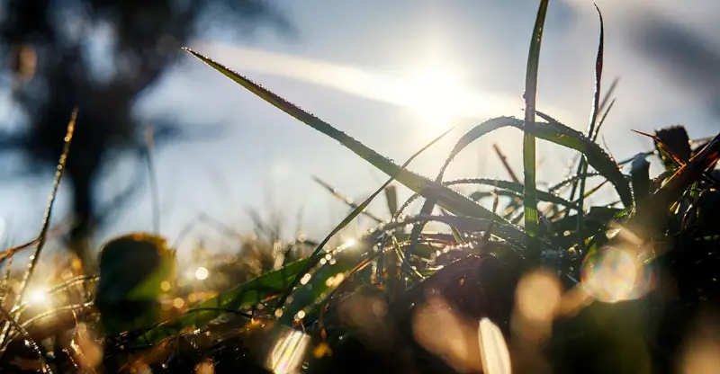 grass blade of dew morning