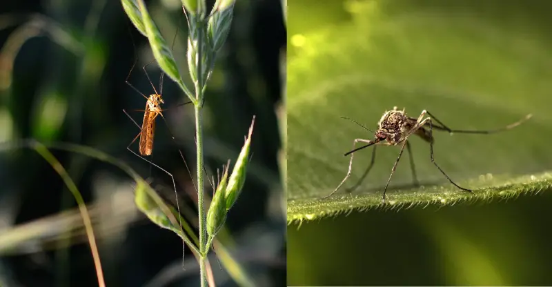 mosquito on meadow and leaf