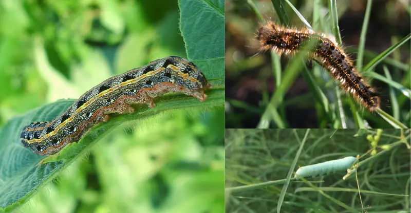 different kind of caterpillars and worms